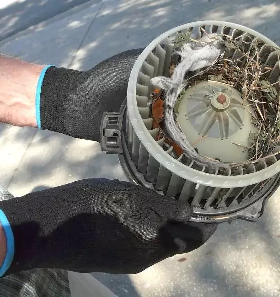 About Air Duct Mice Removal in Albany, GA